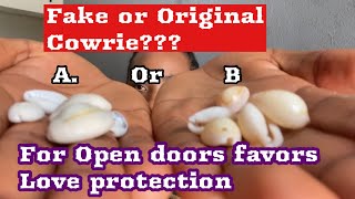 How To Use Cowrie For Attraction | Favor | Original and Fake Cowrie #anguilla #canada #unitedstates