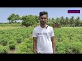 miris wagawa sinhala මිරිස් වගාව how to grow chili home gardening chili cultivation