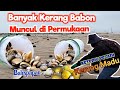 Disini Banyak kerang Babon..‼️  karna jarang di lewatin Orang  #balikpapan #carikerang