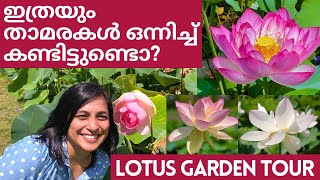 Unbelievable Lotus Garden Tour-Eng Sub|Water Lily Garden Tour|Grow Lotus|Kenilworth Aquatic Gardens