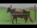 🔴 discover the majesty of the gyr cattle breed ✅ biggest bulls and cow