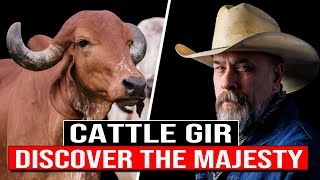 🔴 Discover The MAJESTY Of The GYR CATTLE BREED ✅ Biggest Bulls And Cow