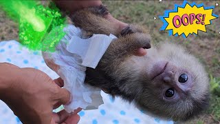 Baby Capuchin Monkey's Diaper Stinks