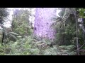 A song for Tane Mahuta