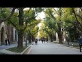 東京の紅葉　東大本郷構内　イチョウ並木の紅葉　２０１５．１１．３０　hongo tokyo