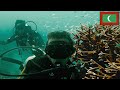 Scuba Diving in the Maldives - Maafushi Vlog 🇲🇻