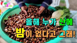 산 밤 엄청나게 많은데 최고의 보관방법은 ?