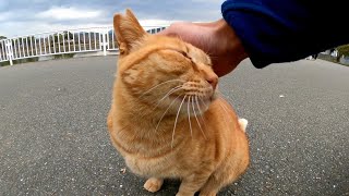 公園を歩いていたら茶トラ猫がモフられに走ってきた