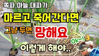 마늘.쪽파.대파가 마르고 죽어간다면 그냥두면 망해요 이렇게 이것을 뿌려줘야 잘 자랍니다.