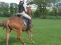 amazing 13.1 jumping pony