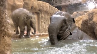 20250116:今日の円山動物園:ちょびっと