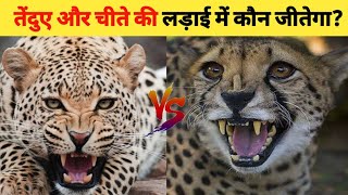 Cheetah vs Leopard || चीता और तेंदुए के बीच लड़ाई में कौन जीतेगा?|| Animal Earth