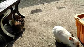 オアシスパーク（ふれあい動物園　２）