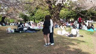 お花見散歩　代々木公園　2023/4/1 66