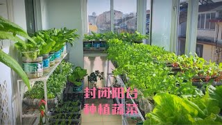 封闭阳台种植蔬菜有技巧，不愁没营养土