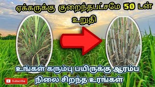 கரும்புக்கு ஆரம்பகால உரமேலாண்மை | sugarcane cultivation | கரும்பு சாகுபடி | karumbu |