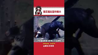 老实的外国人哪见过会中国功夫的猫啊哈哈 #萌宠出道计划 #狸花猫 #国外 #震惊#娱乐#搞笑#shorts