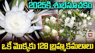 ఒకే మొక్కకు 128 బ్రహ్మకమలాలు.. | BramhaKamalaalu | Srikakulam Latest News @Hittvtelugunews