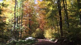 Sudden downpour of leaves and acorns near Büdingen