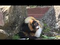 エリマキキツネザル　伊豆シャボテン動物公園に行って来ました～！　2017年3月19日　00225