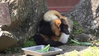 エリマキキツネザル　伊豆シャボテン動物公園に行って来ました～！　2017年3月19日　00225