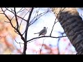 ♪鳥くんの野鳥動画（千葉県）オジロビタキＪ～1wwhite tailedflaycatcher