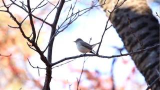 ♪鳥くんの野鳥動画（千葉県）オジロビタキＪ～1wWhite-tailedFlaycatcher