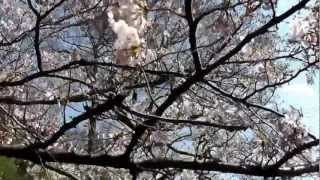 東京散歩　桜めぐり　つりがね池公園　Tokyo　walk,cherry blossoms