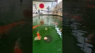 LARGE JAPANESE KOI FISH