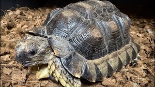 生き物ダラダラトーク83 小型リクガメ回