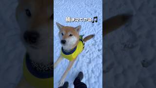 今年も雪遊びしたいなぁ😊🐶✨ #柴犬 #チワワ #shorts