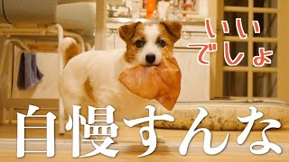 初めて豚耳のおやつをあげたら弟に見せびらかす犬/ジャックラッセルテリア