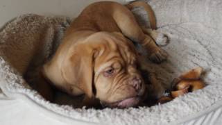 Adorable 2 month old French Mastiff (Dogue de Bordeaux) puppy playing