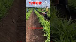 अदरक की खेती#ginger plant growing process#indianfarmer#shorts#agriculture