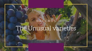 Love wine Learn wine - The unusual varieties: Bacchus