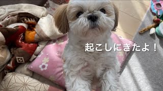 【シーズー】寝ている飼い主を起こす可愛いわんこ♪【犬vlog】