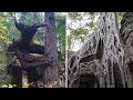 15 CREEPIEST Trees in the World