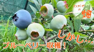 ブルーベリー収穫！！しかし、1週間…