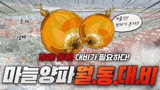 마늘 양파 냉해! 동해! 어떻게 해야 잘 월동할까? | 농사 100단