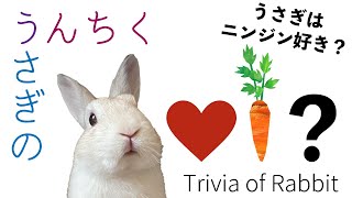 うさぎのうんちく うさぎはニンジン好き？ (Eng sub) Trivia of Rabbit -  Do rabbits like carrots? -