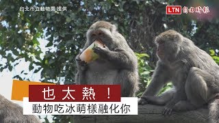 萌萌片》高溫看牠吃冰 心跟著一起融化了