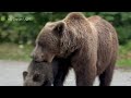 cute wild bear free life with their babies animals wildlife life