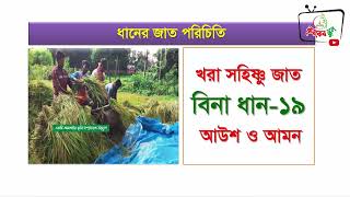 বিনা ধান-১৯ | খরা সহিষ্ণু জাত | আউশ | আমন |Bina Dhan 19