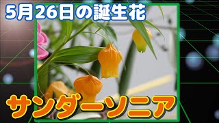 5月26日の誕生花 サンダーソニア どんな花？あなたに送る花言葉は?