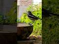 oriental magpie-robin bird 🕊️🕊️#youtubeshorts #viral #shorts