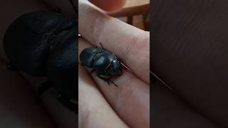 Cute Lesser Stag Beetle *Close View*