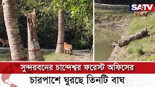 সুন্দরবনের চান্দেশ্বর ফরেস্ট অফিসের চারপাশে ঘুরছে তিনটি বাঘ | SATV NEWS