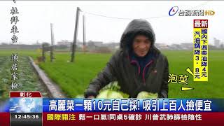 高麗菜一顆10元自己採!吸引上百人撿便宜