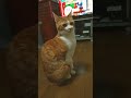 手招き立ちの猫🐱 茶白猫コンタ 🐈️ shorts