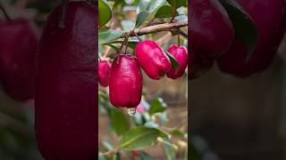 💥இந்த செடியை நீங்க பார்த்து இருக்கீங்களா 🤯🤯 Lilly Pilly Fruit Plant🥳 #shorts #fruits